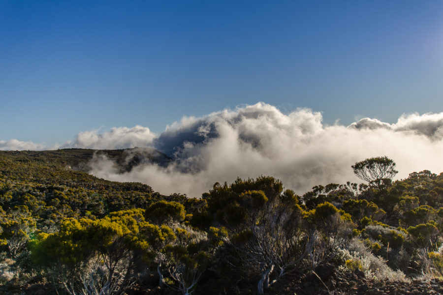 La végétation sur la route du volcan